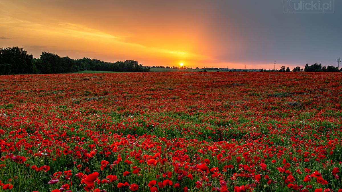 Przepiękne maki na Śląsku. Fotograf zdążył 5 minut przed oberwaniem chmury 1