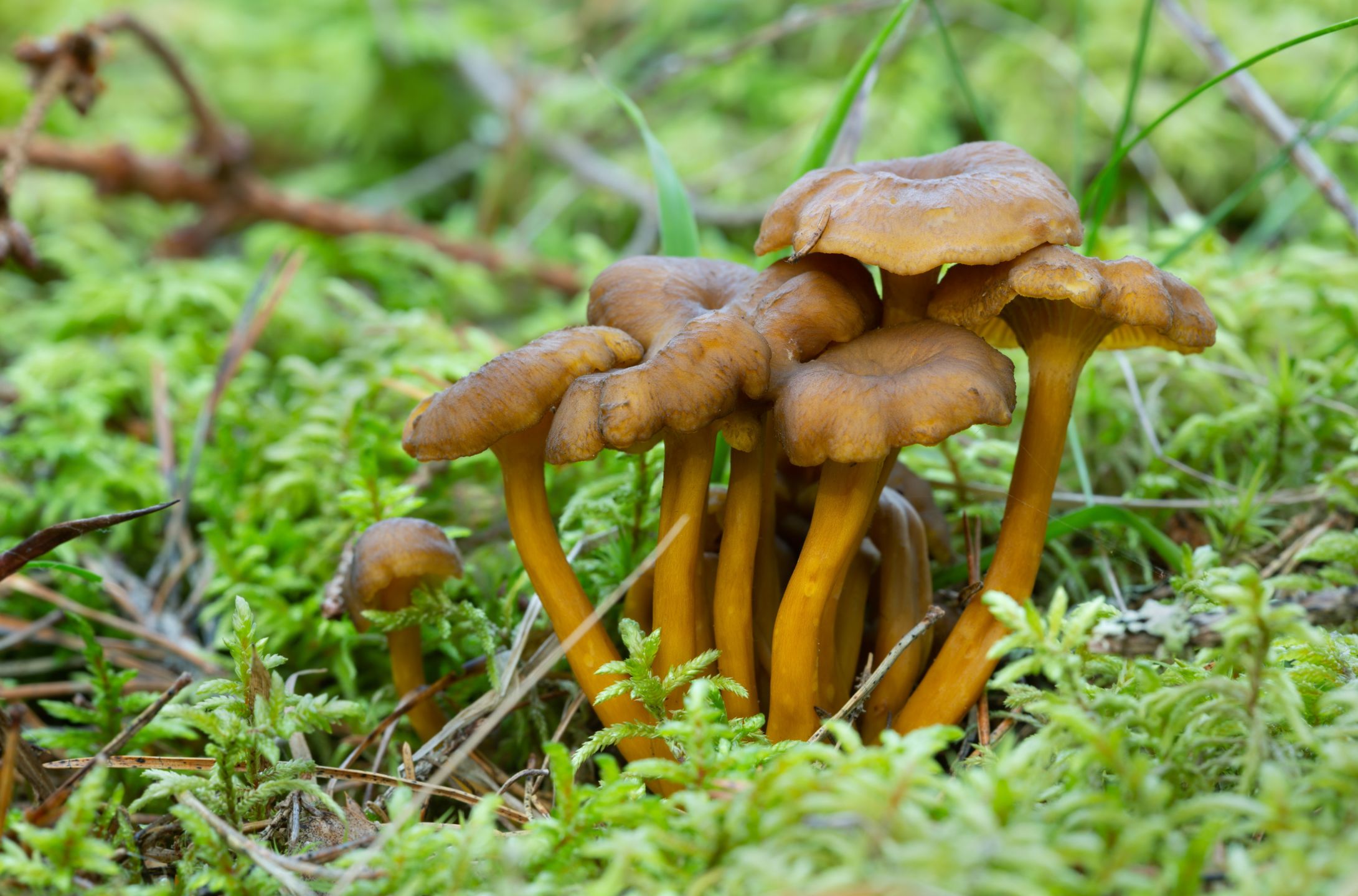 Craterellus tubaeformis czyli lejkowiec trąbkowy