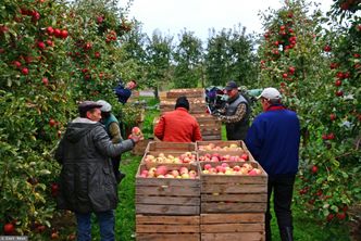 Na plantacjach brakuje pracowników. Stawki rosną, a chętnych brak