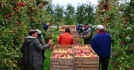 Na plantacjach brakuje pracowników. Stawki rosną, a chętnych brak