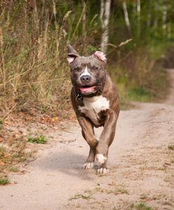 Wałbrzych. Pies dotkliwie pogryzł 10-latkę. Właścicielce grozi 5 lat więzienia