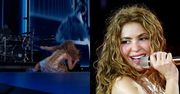 Shakira miała wypadek na koncercie. "Nie martwcie się. JESTEM Z GUMY" (WIDEO)