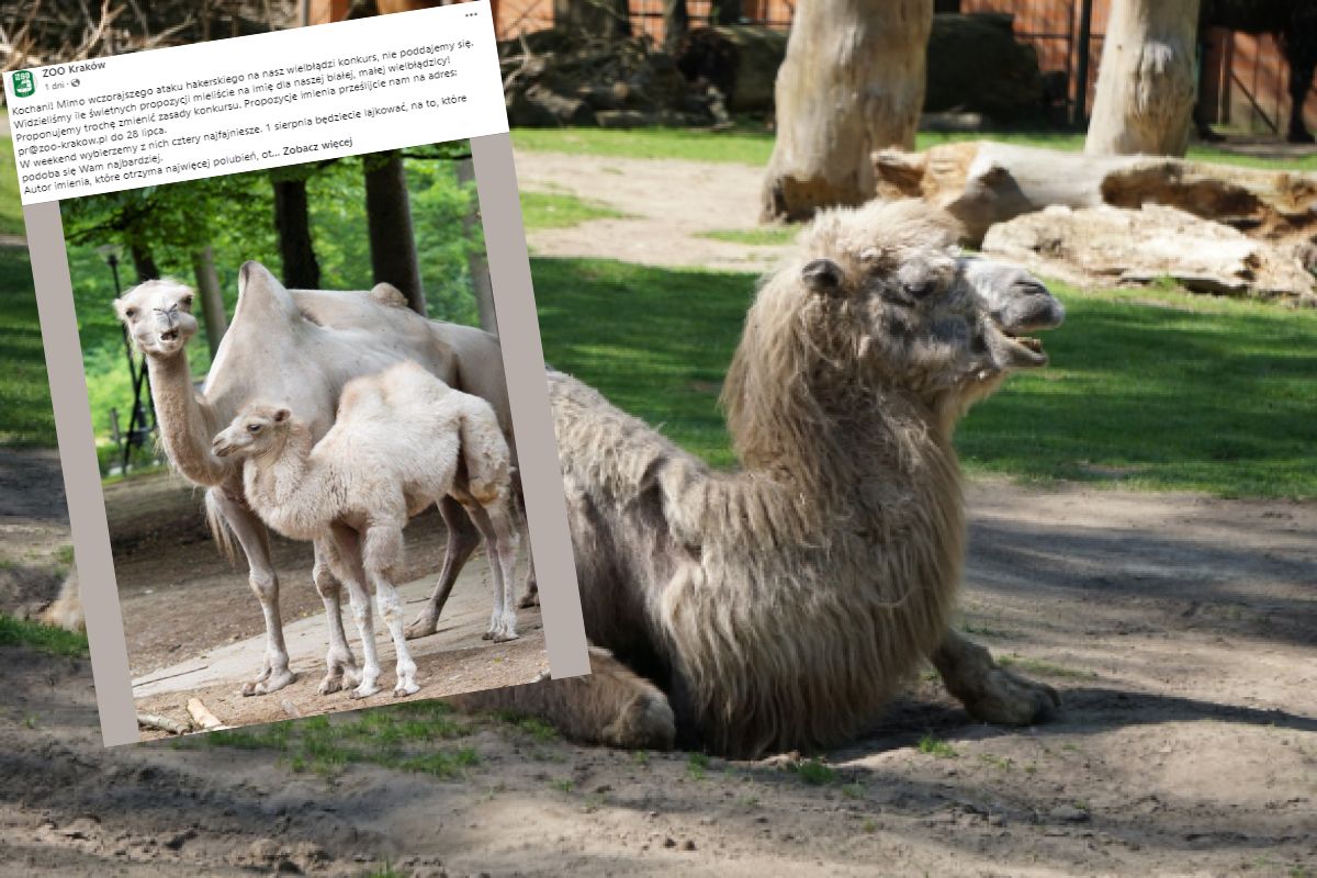 Krakowskie zoo szuka imienia dla uroczego malucha. To biała wielbłądzica