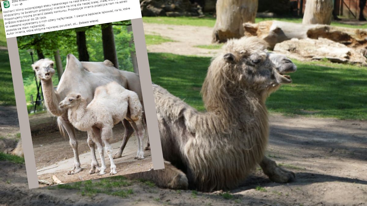 Konkurs na imię dla małej wielbłądzicy