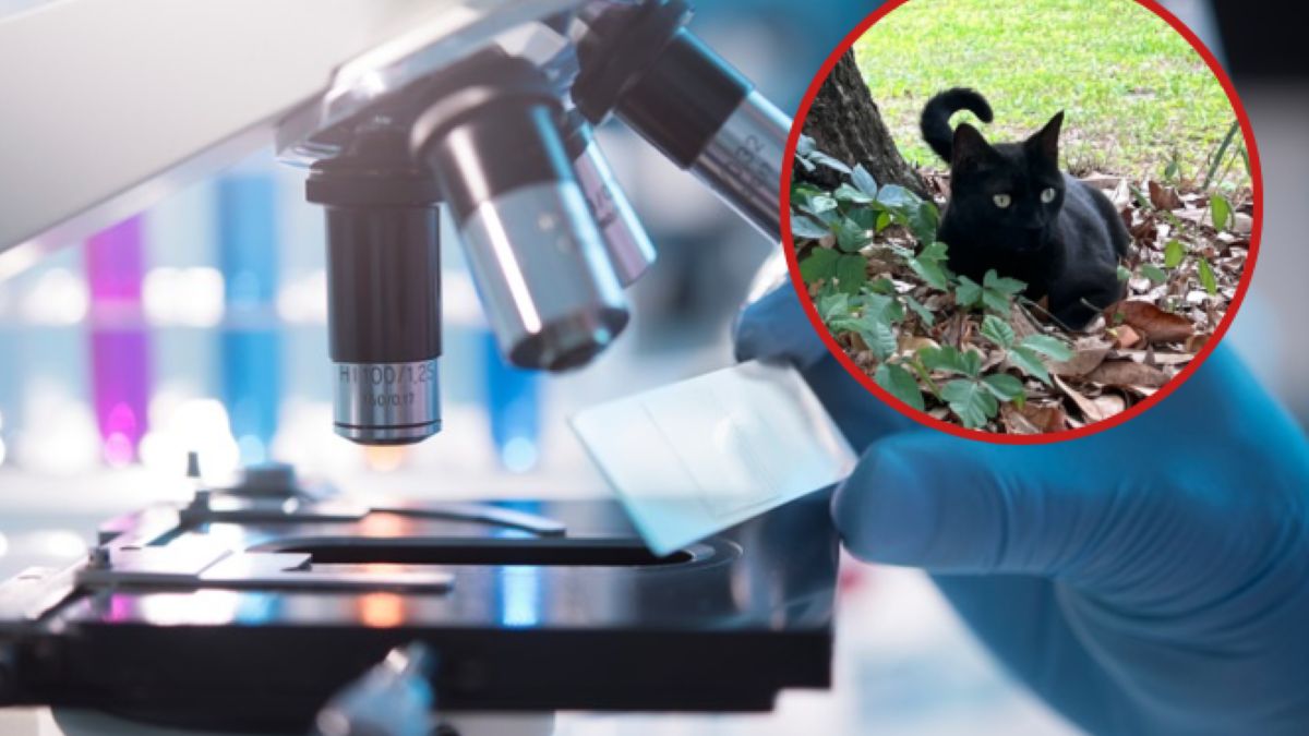 Kot naukowca odkrył nowego wirusa