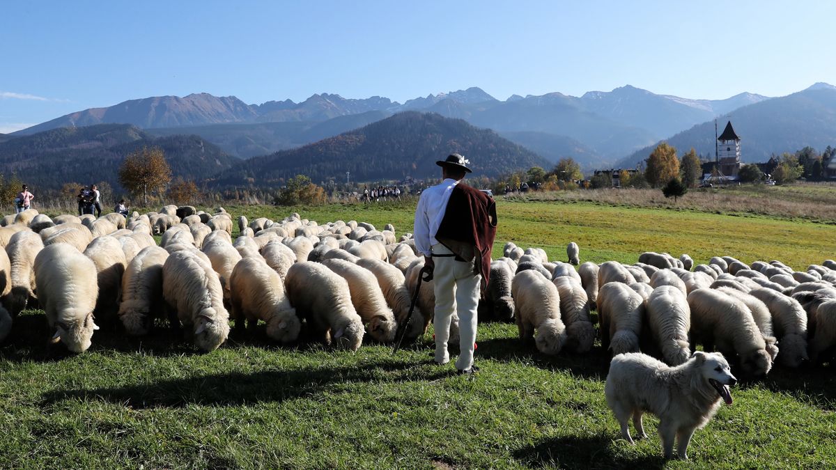 owce
Zakopane, 13.10.2019. Jesienny redyk na Bachledzkim Wierchu w Zakopanem, 13 bm. Po letniem wypasie na halach, owce wracaj� w ni�sze partie g�r. (sko) PAP/Grzegorz Momot
Grzegorz Momot
Bachledzki Wierch, g�rale, g�ry, hale, jesienny, owca, owce, Podhale, redyk, Tatry, wypas, zwierz�ta