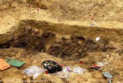 Warszawa. Szczątki ponad 20 osób w leśnym grobie. Odkrycie IPN