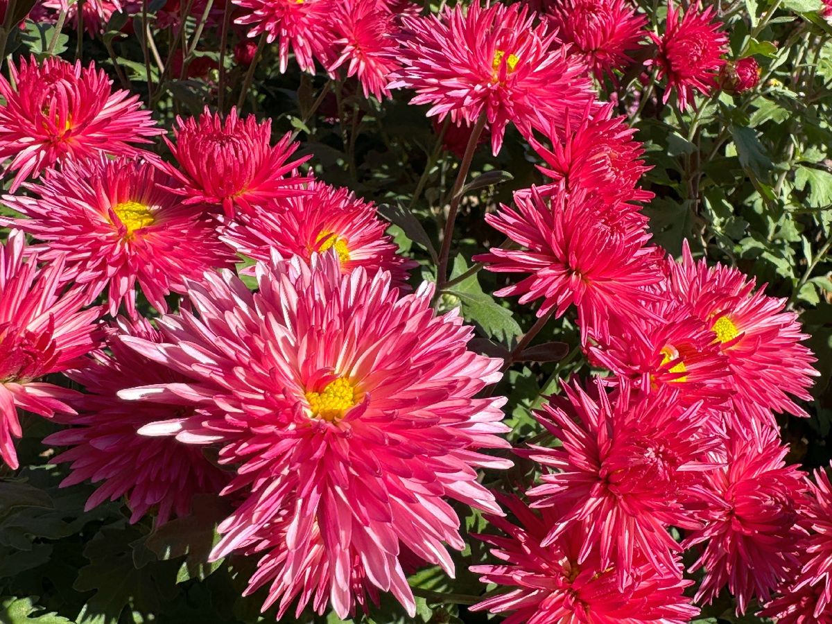 Kwitnie ponad 180 dni w roku. Posadź zamiast pelargonii
