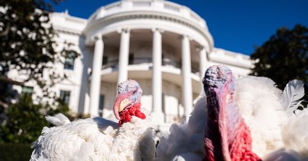 Wielkie święto w USA. Niektórym z nieba spadną indyki