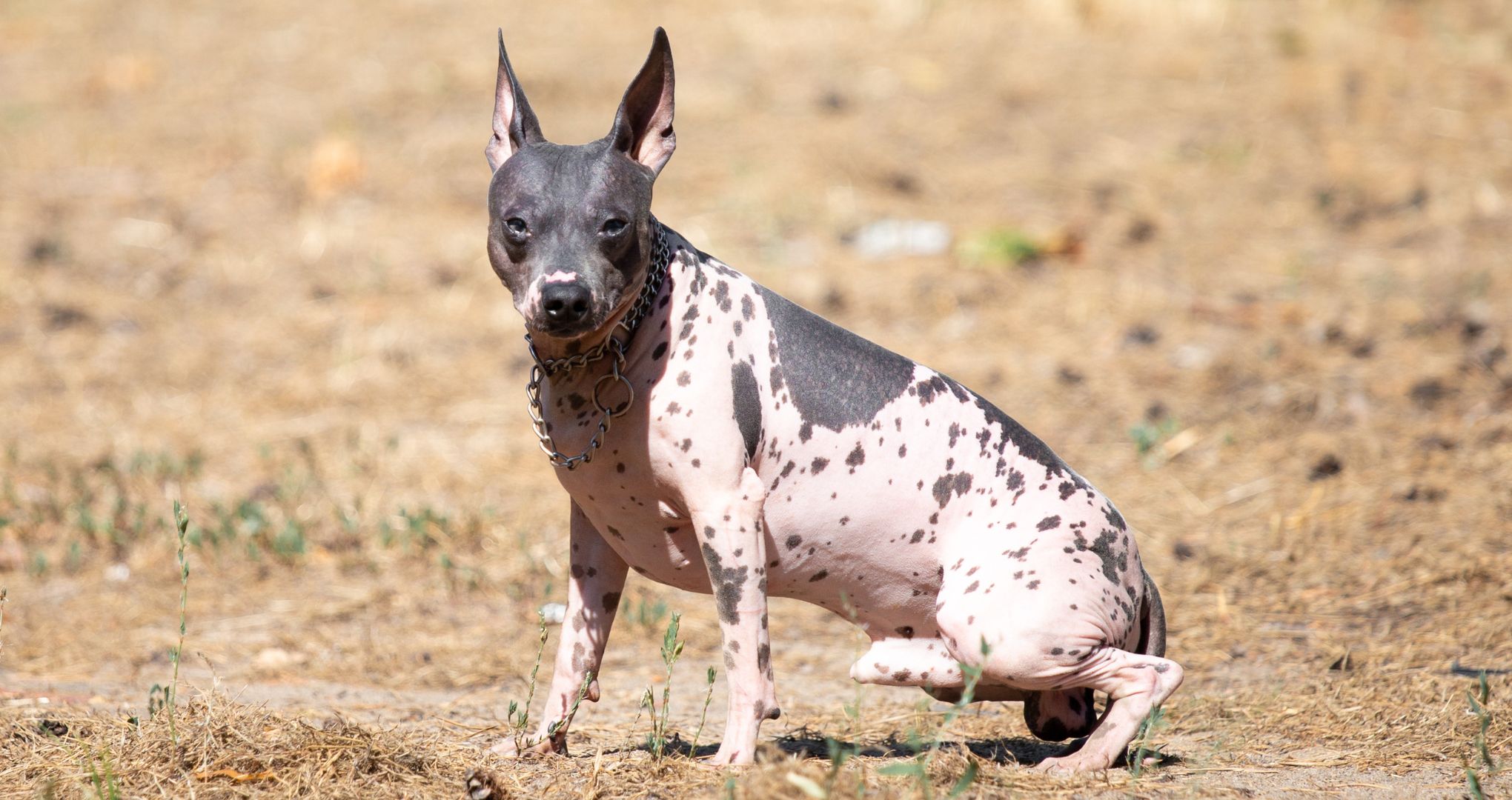 Xoloitzcuintli