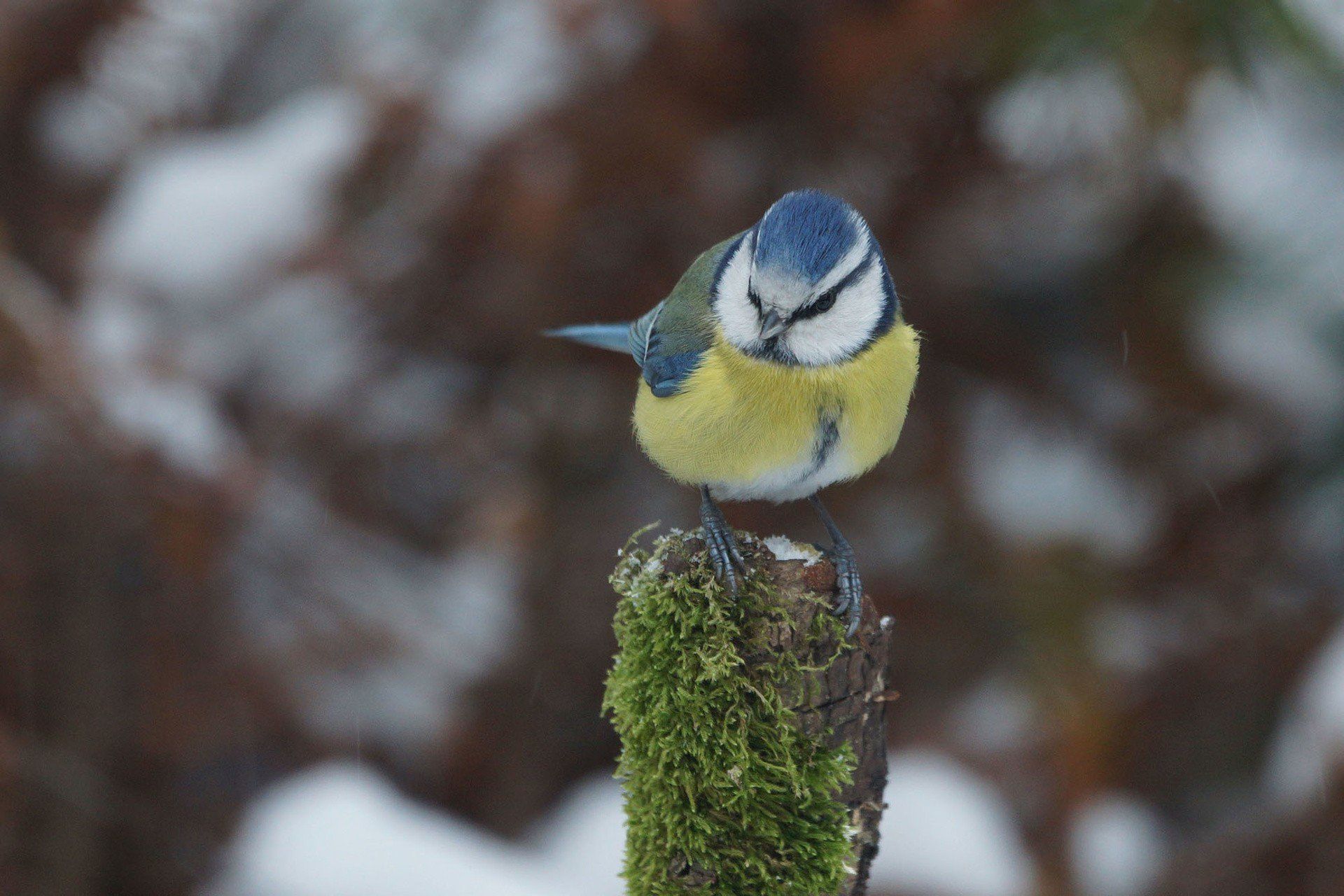 Sikorka modra to najbardziej kolorowa z naszych sikor.