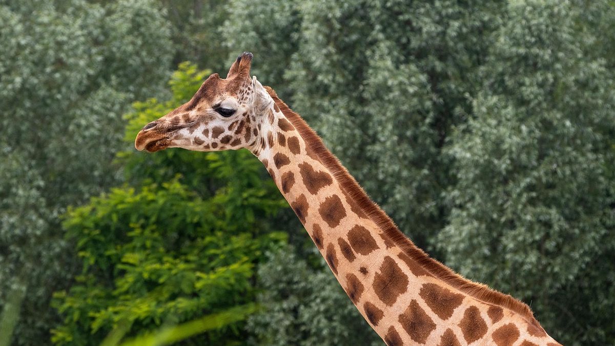 zoo