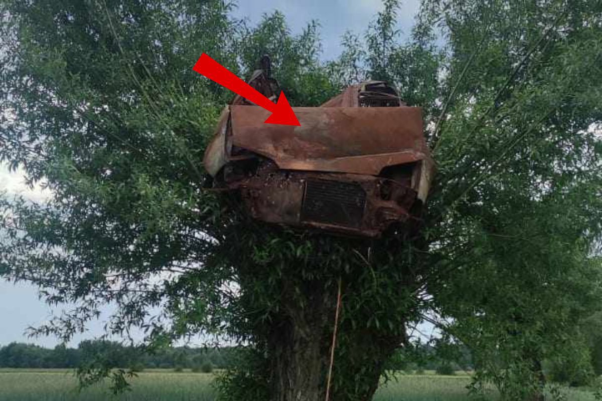 To nie fotomontaż. Strażacy zaniemówili, gdy spojrzeli na drzewo