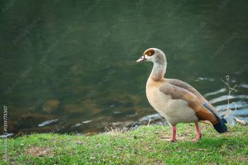 Legnica: Rodzina gęsiówki egipskiej zadomowiła się na Kozim Stawie, to zła wiadomość!