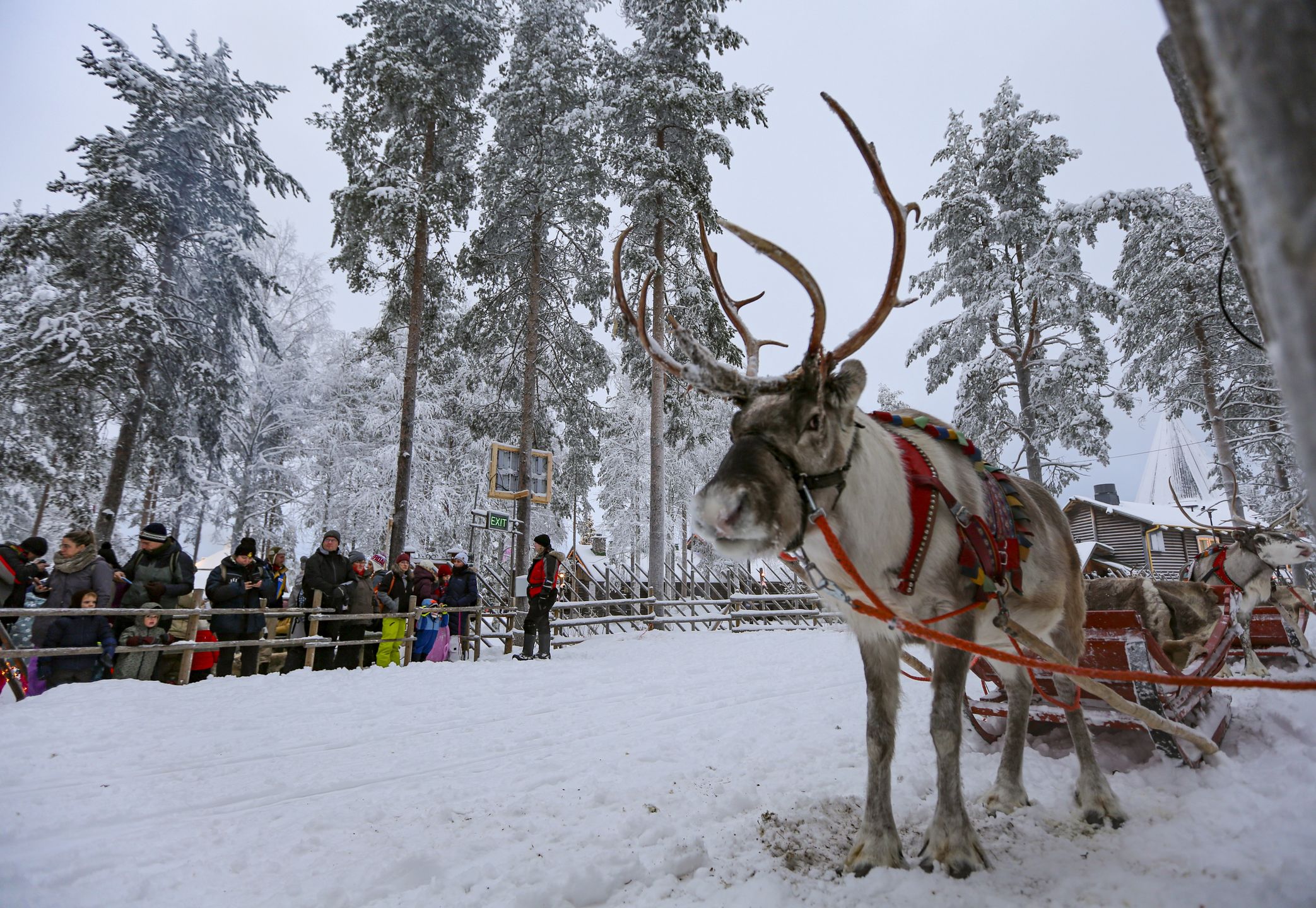 LAPLAND, FINLAND - NOVEMBER 23: A reindeer that pulls visitors at the facilities around Rovaniemi is seen in Lapland, Finland on November 23, 2023. Snowfall and cold weather are effective in the city of Rovaniemi, Lapland, which is among the important routes of tourists who want to see the 'Northern Lights', a natural phenomenon that takes place at certain times of the year. (Photo by smail Duru/Anadolu via Getty Images)