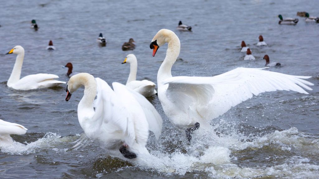 Ruffled feathers - Mute Swans, Cygnus olor, arguing and flapping wings to fight for territory at Welney, Norfolk, UK