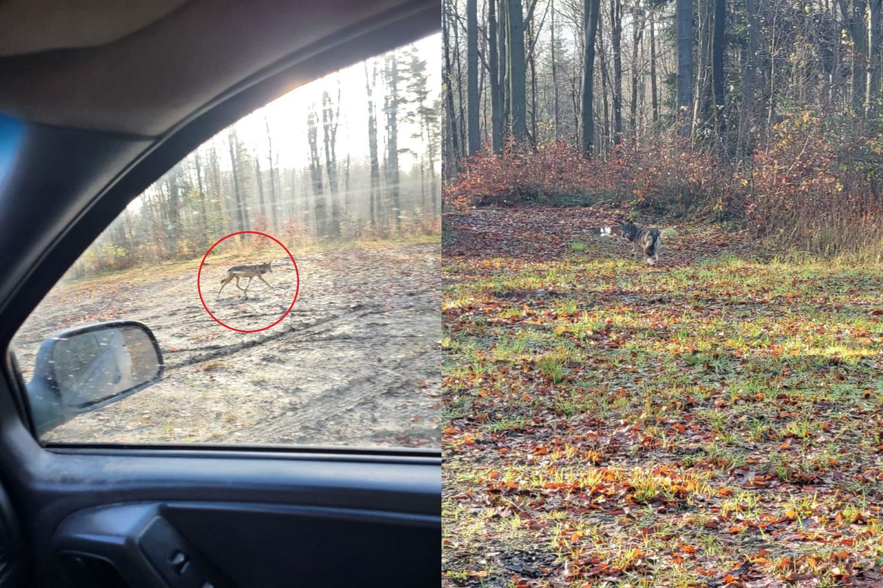 Leśnik chwycił za telefon. Zauważył go przy drodze