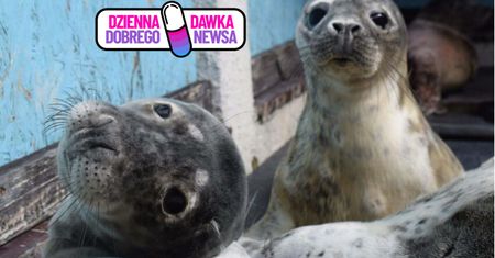 Nakarm i pogłaszcz fokę. Teraz to możliwe. Czas tylko do 4 maja