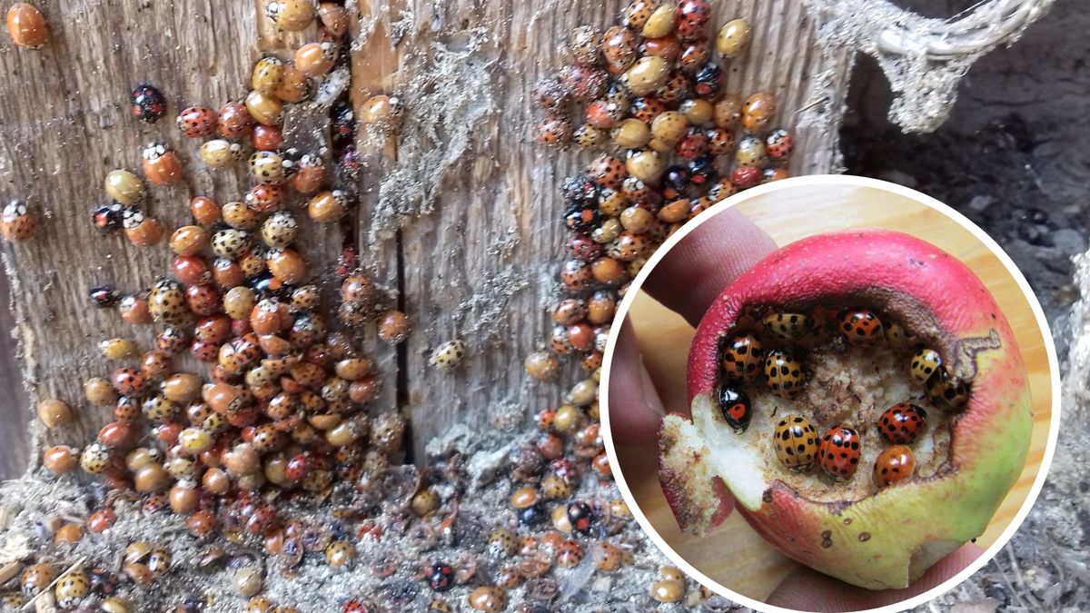 Polskę nawiedziła plaga biedronek azjatyckich