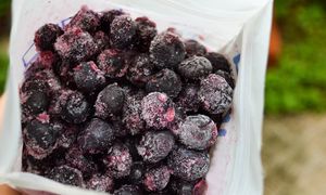 Jak mrozić jagody? Zrób to dobrze, a nie skleją się w jedną bryłę
