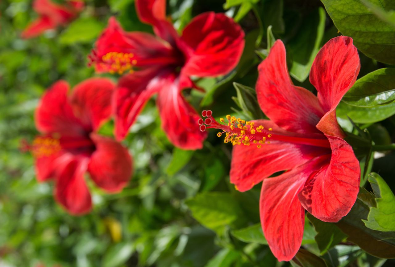 Dwa do ogrodu, jeden do doniczki. Nie pomyl hibiskusów