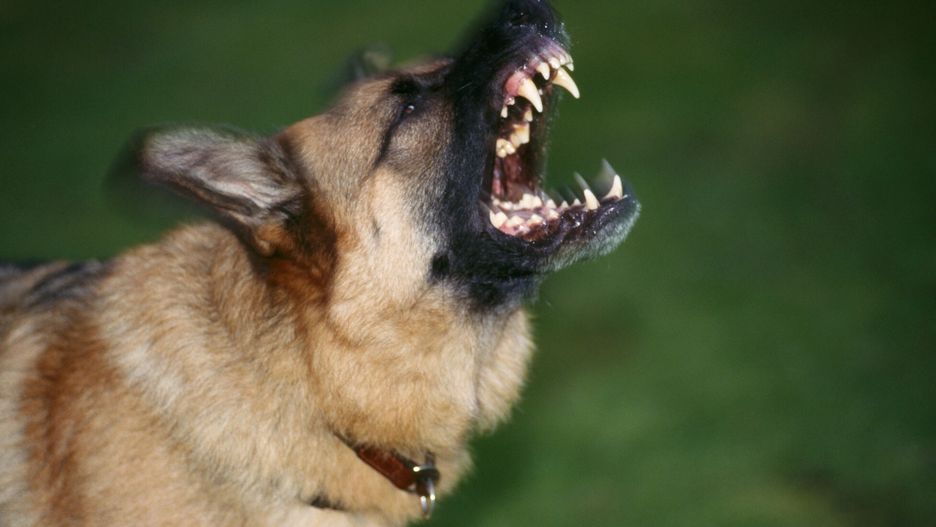 Mary Evans - Ardea HD Sept 2013German Shepherd Dog - Aggressive, snarling showing teethJohn Daniels / ardea.com