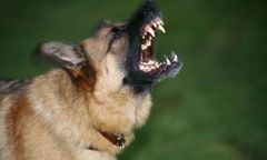 Owczarek zagryzł yorka. Tak zemścił się właściciel