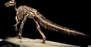 Na aukcji wystawiono szkielet dinozaura. Kwota przyprawia o zawrót głowy