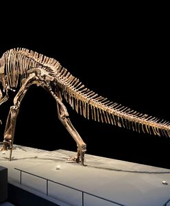 Na aukcji wystawiono szkielet dinozaura. Kwota przyprawia o zawrót głowy