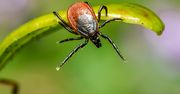 Kleszcze mogą złożyć jaja w domu. Lepiej szybko się ich pozbyć