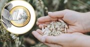 Rolnicy sprzedają zboże za grosze. Rząd: pomocy tylko tyle, na ile pozwoli Bruksela
