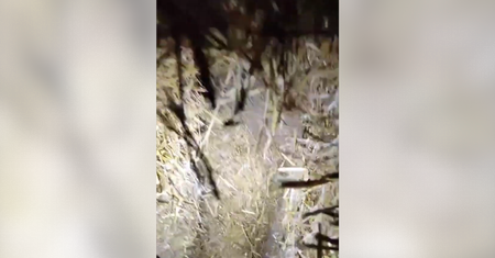 Weszli do tunelu w stogu siana. Niecodzienne odkrycie w Bielsku Podlaskim