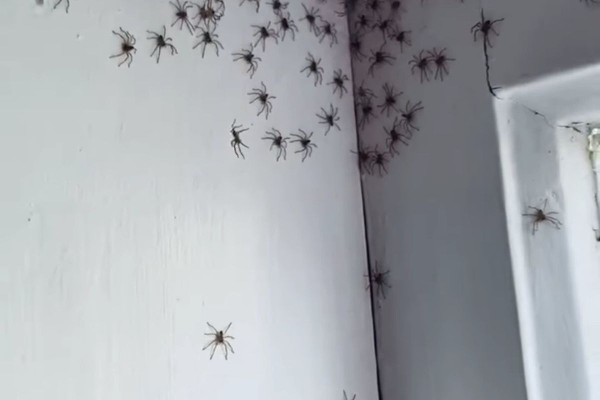 Chmara pająków w pokoju