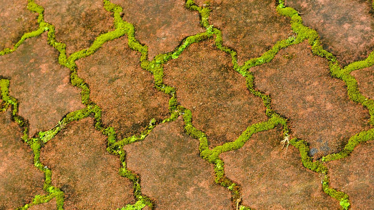 Jak usunąć mech z kostki brukowej?