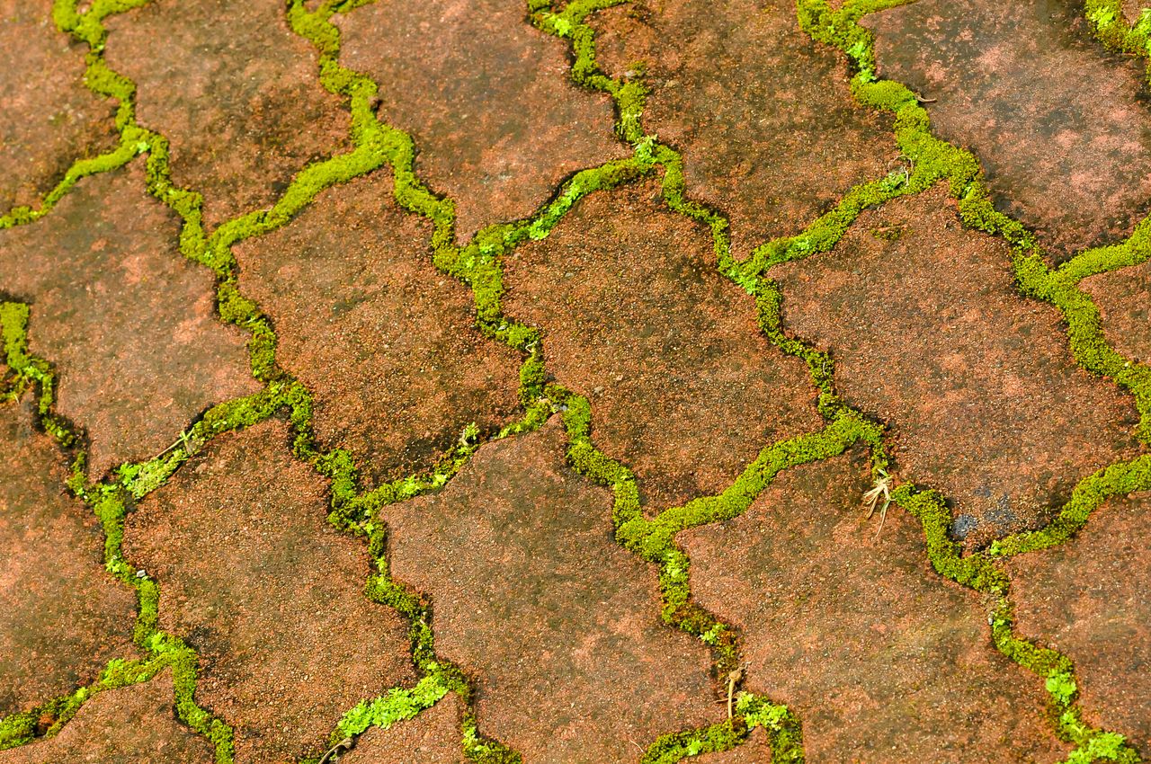 Wysyp na mech na kostce. Myjka nie będzie potrzebna