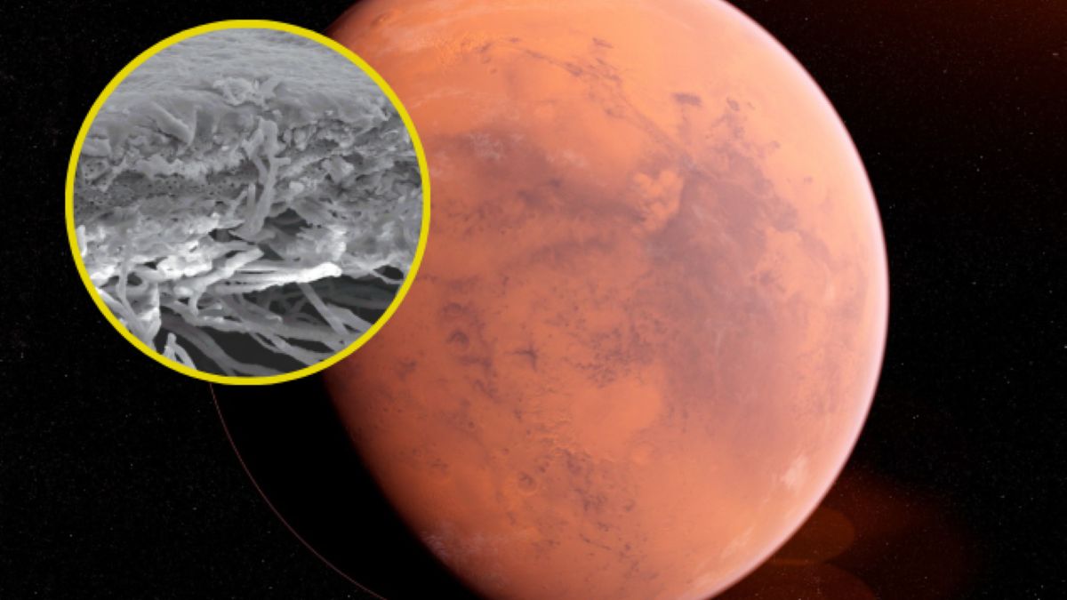 Porosty mogą przetrwać na Marsie?