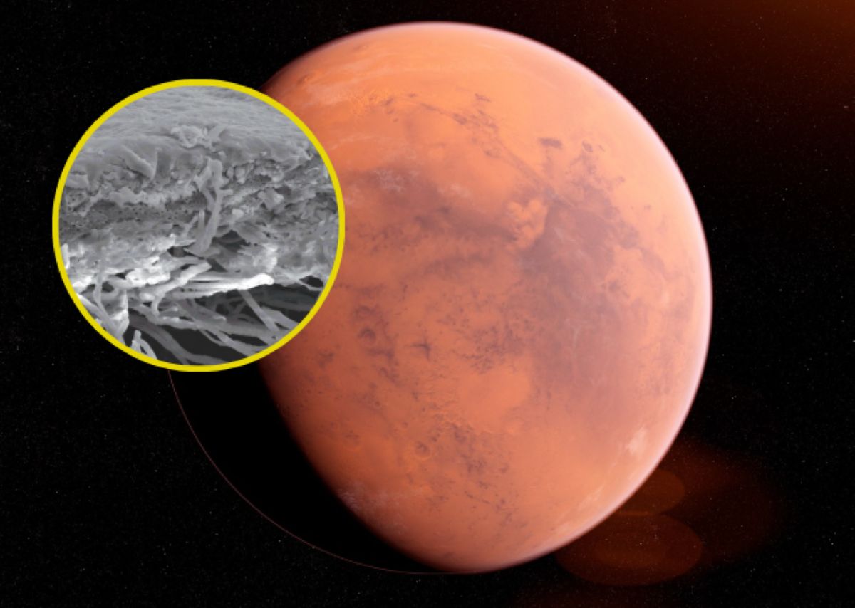 Porosty mogą przetrwać na Marsie. Obiecujące odkrycie Polaków