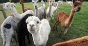 Koronawirus. Alpaki nas uratują? Mogą okazać się kluczem do pokonania epidemii