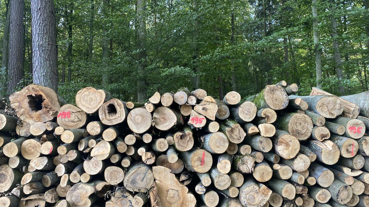 Wycinka lasów w okolicach Ostródy