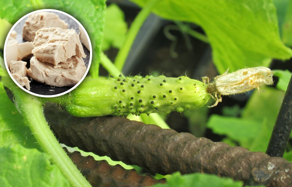 Natural remedies: Protect tomatoes and cucumbers from disease