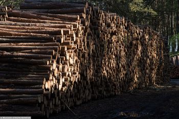 Obchodzili unijne sankcje. W tle produkty z Rosji i Białorusi