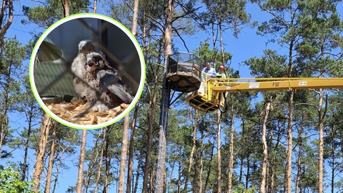 Młode sokoły wędrowne w garwolińskich lasach
