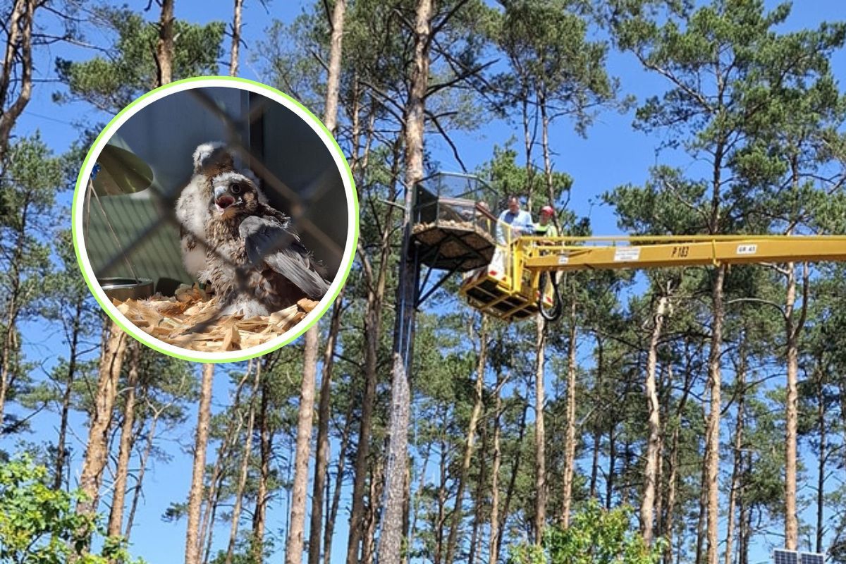 Młode sokoły wędrowne w garwolińskich lasach