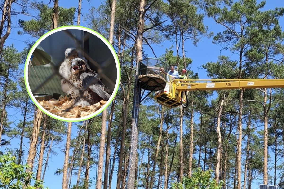 Leśnicy nie kryją radości. Pojawiły się pierwszy raz. "Wzlecą w przestworza"