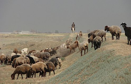Wypas owiec w Turkmenii. Ulubione zajęcie byłych wizjonerów Apple.