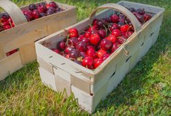 Rusza sezon na czereśnie. Ile kosztują pierwsze polskie owoce?