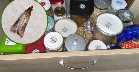 Zmieszaj i przetrzyj szafki, a mole będą omijać je szerokim łukiem!