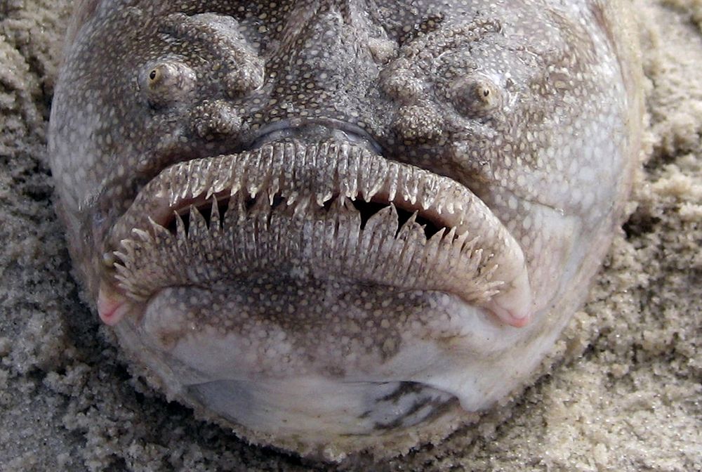 Idziesz na plażę, a w piasku leży ONA