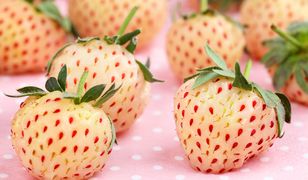 Pineberry. Truskawka i ananas w jednym