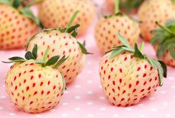 Pineberry. Truskawka i ananas w jednym